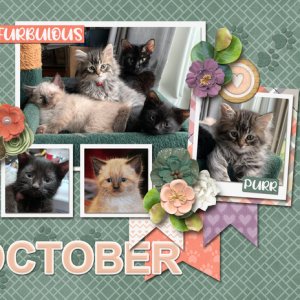 2021 Calendar Templates - Cattitude
