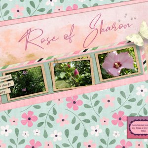 Rose of Sharon