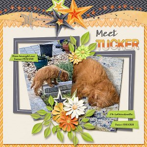 Meet Tucker