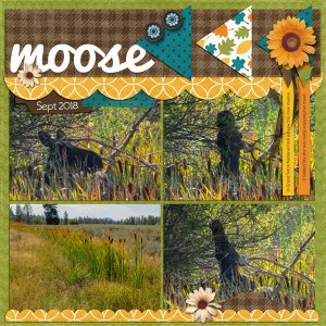 Moose