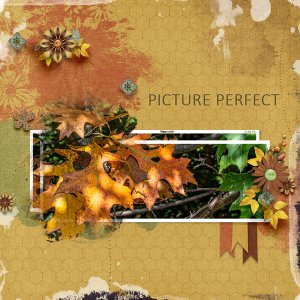 Picture Perfect