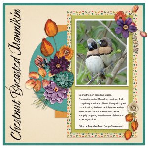Chestnut-breasted Mannikins