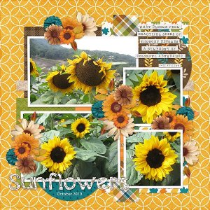 Sunflowers