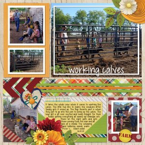 Working Calves