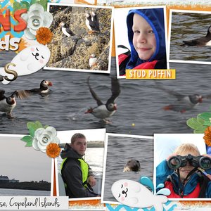 Puffins
