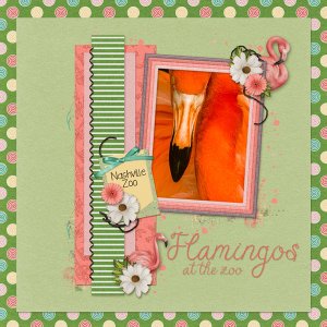 Flamingos