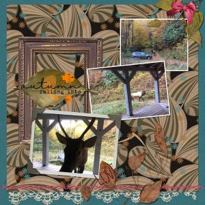 Elk on the Porch