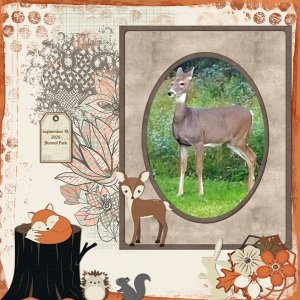 Forest Sanctuary