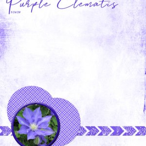Purple Clematis