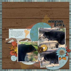Andean Bear