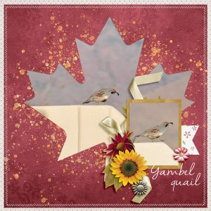 Gambel Quail- Nov Blessings chall