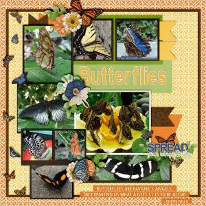 Butterflies_pics_galore