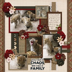 Leopard Family