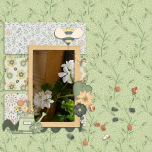 Pelargonium