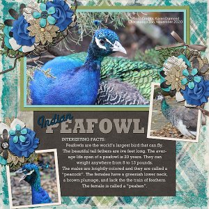 Peafowl
