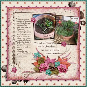 Rose bush