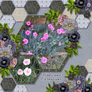 Pinks and Carnations