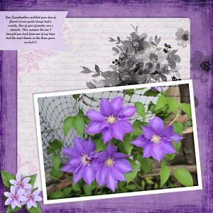 Clematis_2020