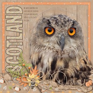 Owl in Scotland