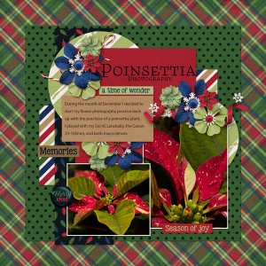 Poinsettias