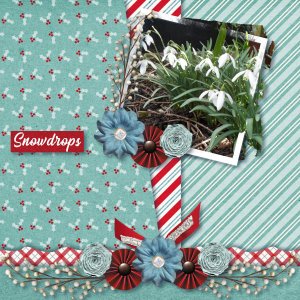 Snowdrops