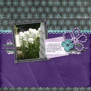 Phlox