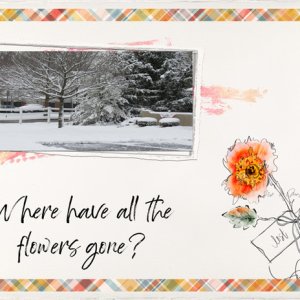 Where Have All The Flowers Gone