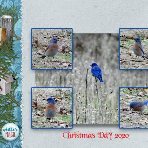 Bluebirds of Christmas
