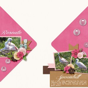 Roseate_Spoonbill_vol_54_Self