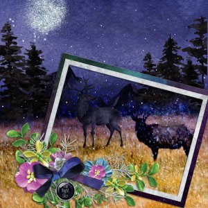 The Night Sky