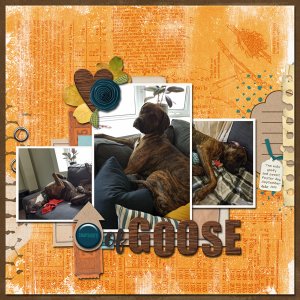 CSIA-goose-web