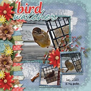 Bird at my feeder