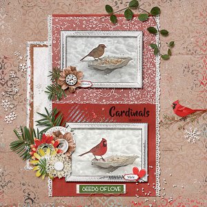 Female and Male Cardinals