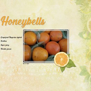 Honeybells