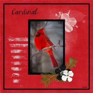 My Favorite Bird