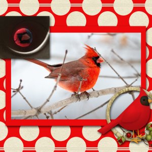 Cardinal