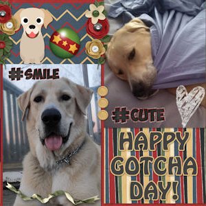Happy Gotcha Day Huss