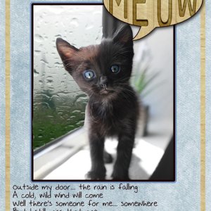 MEOW