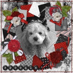 #poodle