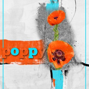 poppy