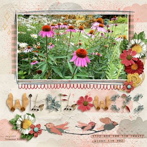 wildflowers