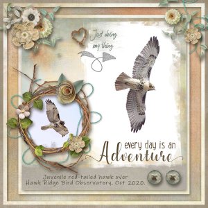 Juvenile red-tailed hawk