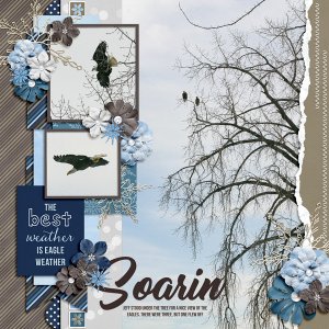 Wintering Eagles