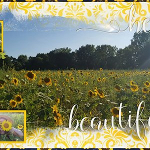 Sunflower Fields