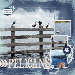 pelicans