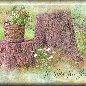 ATC 2021-011 The Old Tree Stump