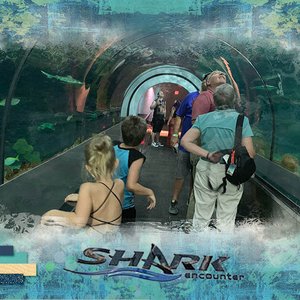 Sea World Shark Encounter