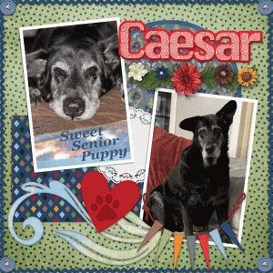 Happy Bday Caesar