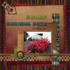 Dwarf Burning Bush