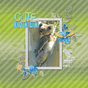 Cute Koala